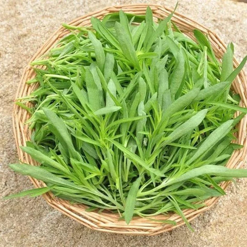 扫帚菜新鲜农家时令扫帚苗