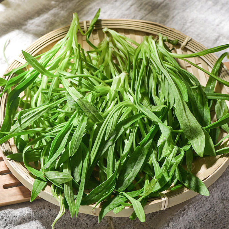 面条菜新鲜野菜现挖现发