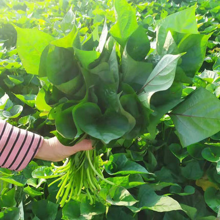 红薯叶新鲜食用地瓜叶嫩尖山东农家自种现摘现发番薯宝宝辅食蔬菜