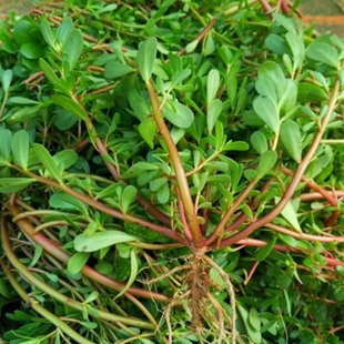 马齿苋新鲜当季 野菜蔬菜马蜂菜山东省现挖现发长寿菜马齿笕五行菜