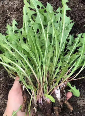 蒲公英蒲公英新鲜野菜婆婆丁