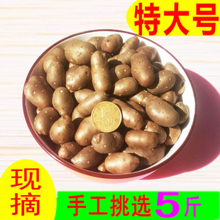 2024年新鲜现摘特大号铁棍山药豆特大号山药蛋糖葫芦种子籽子