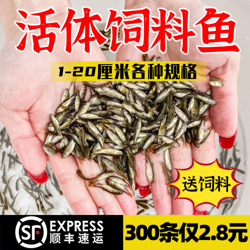 喂乌龟饲料鱼小鱼活体养殖活鱼龙鱼活食饲料淡水鱼苗草鱼苗鲫鱼苗