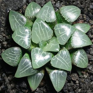 十二卷玉露寿多肉植物盆栽月影寿冰城寿日月潭室内肉肉绿植花卉