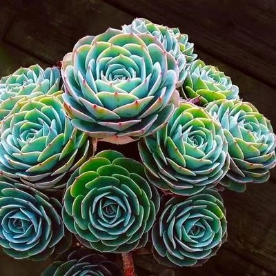 玉蝶多肉植物盆栽石莲花肉肉花卉