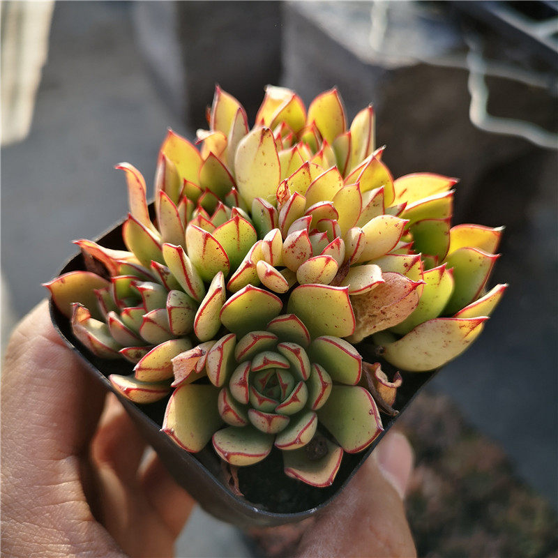 灰姑娘多肉植物盆栽群生多头黄金雨肉肉办公桌绿植防辐射净化空气