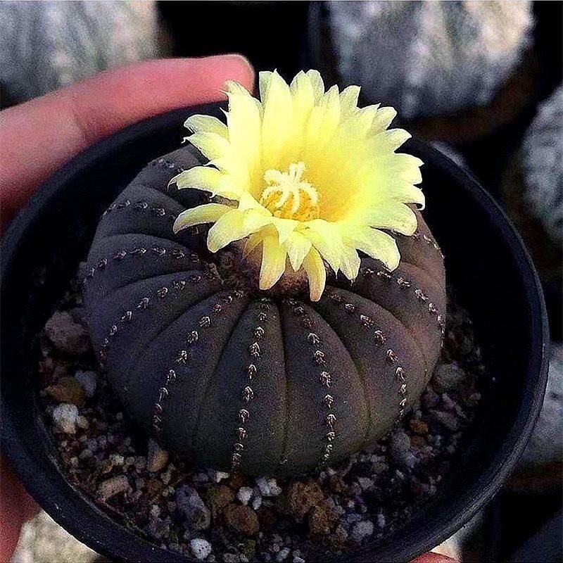 稀有大型士童 豹之子 开花无刺艳姬仙人球室内桌面多肉植物盆栽