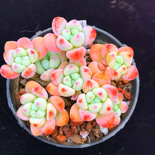 果冻罗琦劳尔多肉植物盆栽花卉