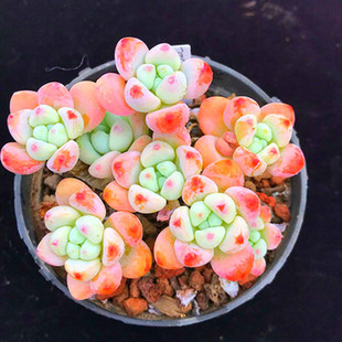 带香味果冻罗琦劳尔多肉植物盆栽凝脂莲天使之泪肉肉办公桌