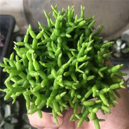 莲藕状木偶人稻草人多肉植物盆栽