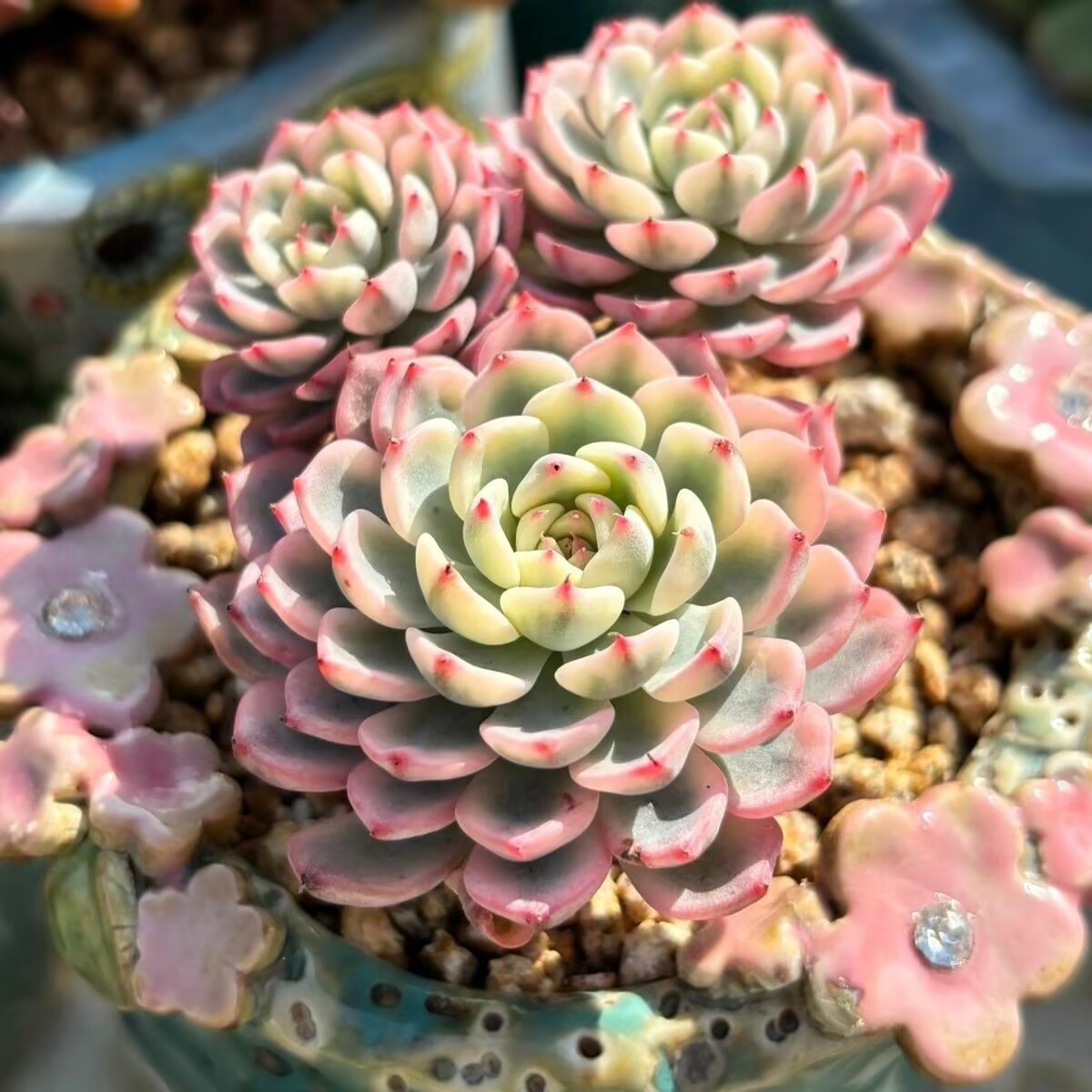 老版小红衣小红船多肉植物盆栽姬莲锦小蓝衣肉肉办公室内阳台花卉