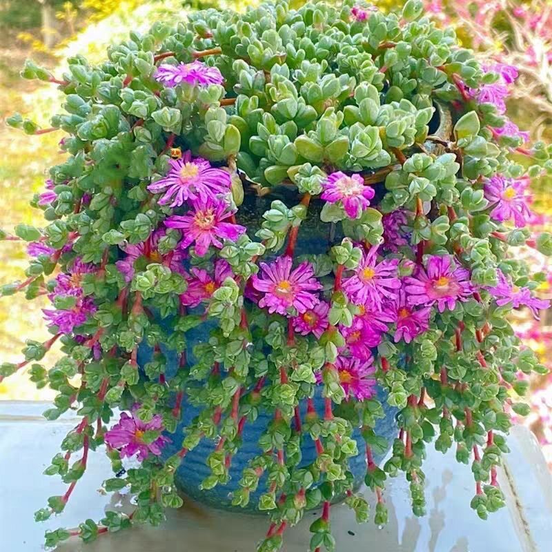 碧鱼莲多头碧玉莲多肉植物盆栽鹿角海棠办公桌肉肉绿植花卉