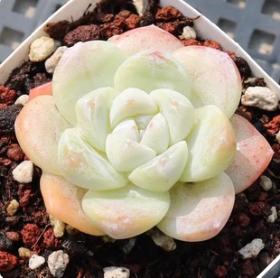 奶油冰玉多肉植物贵货新品高端肉肉花卉办公室内绿植盆栽防辐射