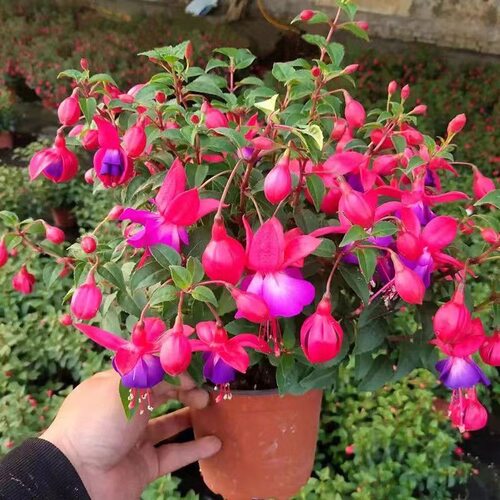 倒挂金钟小苗 灯笼花盆栽 绿植室内外阳台庭院花卉