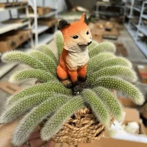 九尾狐阳台盆栽多肉植物防辐射