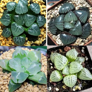 月影寿十二卷玉露组合多肉植物盆栽室内桌面康平寿日月潭肉肉花卉