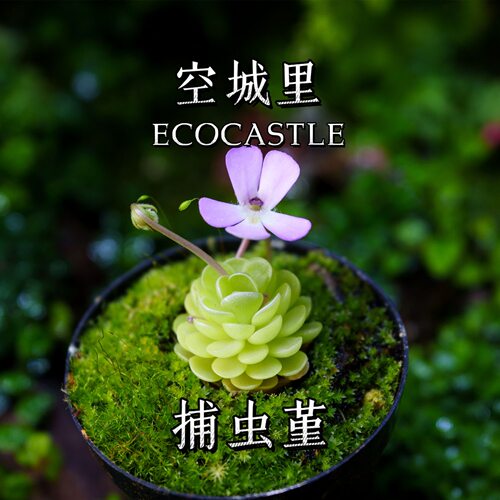 爱丝捕虫堇小虫草堂食虫植物捕蝇草多肉稀有贵货花卉吃虫抓虫盆栽