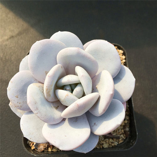 雪莲多肉植物盆栽花卉