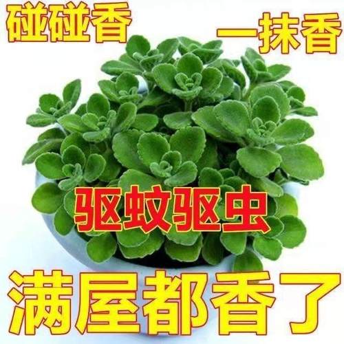 一抹香香味盆栽浓香型绿植客厅阳台驱蚊驱虫碰碰香多肉植物带盆土