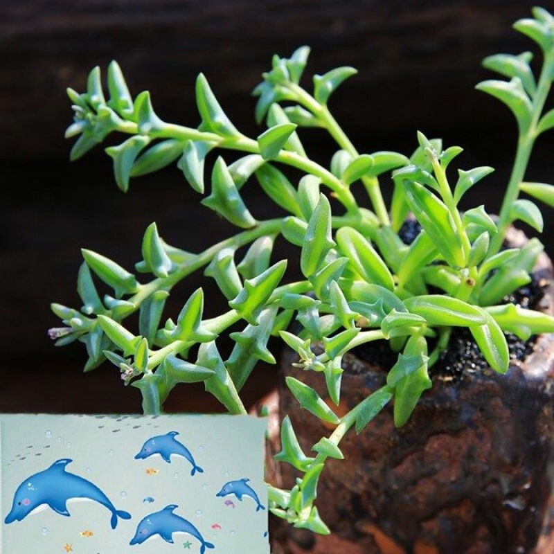 菊科海豚玄月多肉植物盆栽办公室内阳台肉肉稀有高档绿植花卉