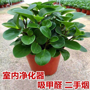 豆瓣绿盆栽青叶碧玉室内绿植净化空气花卉四季常青桌面植物