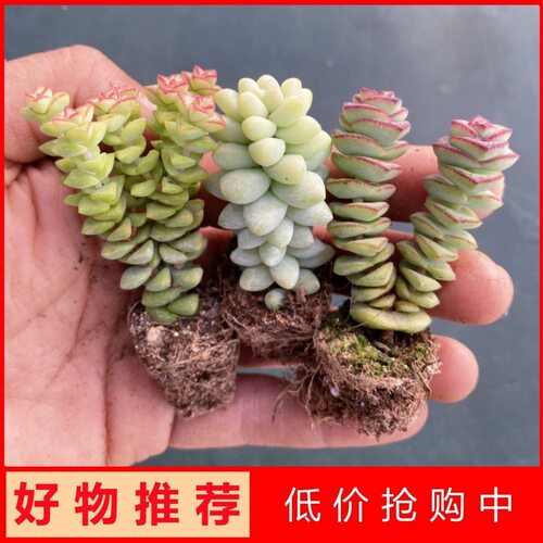 多肉植物小苗组合 小米星 玉坠 钱串 好养桌面摆件肉肉盆栽绿植