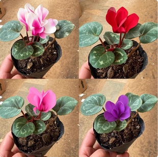 仙客来花苗室内盆栽开花植物四季花卉好养阳台花苗开花观花绿植