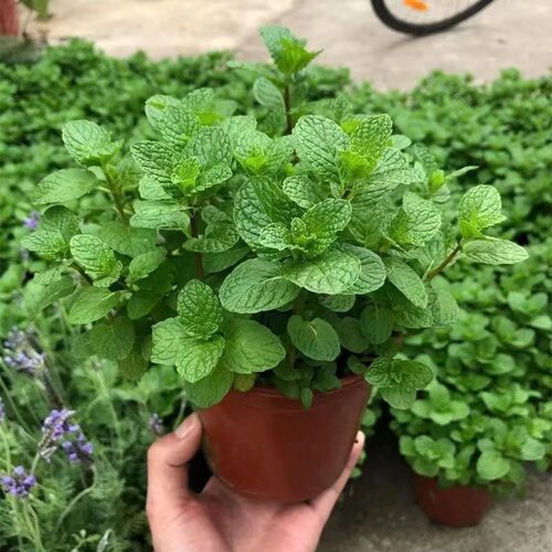 薄荷盆栽可食迷迭香绿植