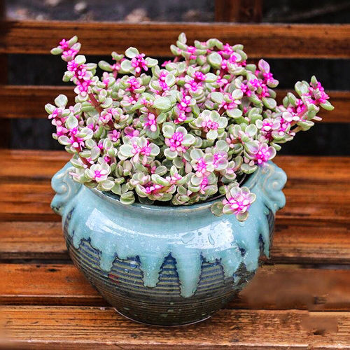 雅乐之舞老桩太阳花锦多肉植物