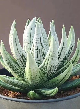 办公桌容易黑魔殿多肉植物