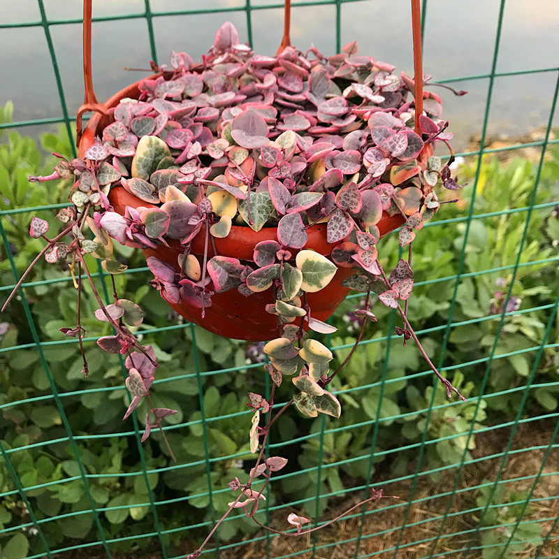 爱之蔓锦多肉植物盆栽爬藤心形吊兰办公桌窗台绿植心心相印防辐射