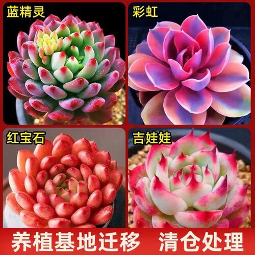 多肉植物新手办公室内好养蓝苹果彩虹吉娃娃组合盆栽绿植花卉