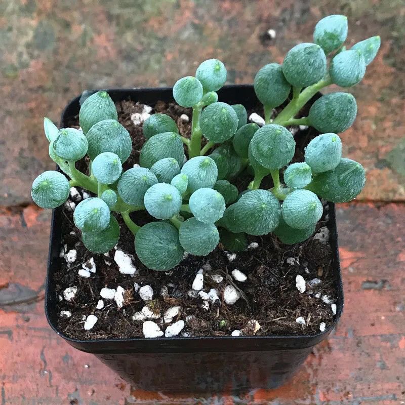 锦上珠菊科千里光属多肉植物半透明子西瓜藤好看的卧室桌面小盆栽