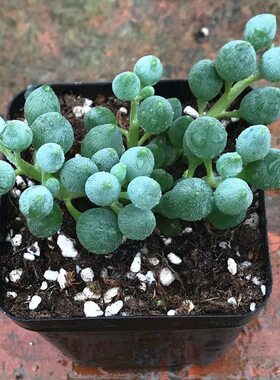 室内阳台锦上珠多肉植物盆栽菊科
