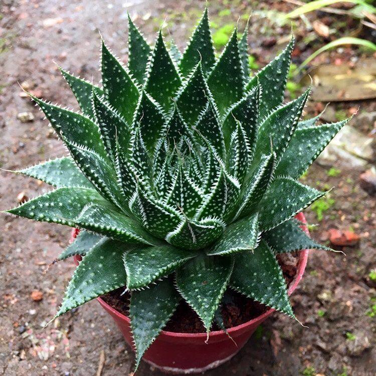 热卖波露雪花芦荟盆栽室内绿植花卉好养易活四季多肉大棵净化空气