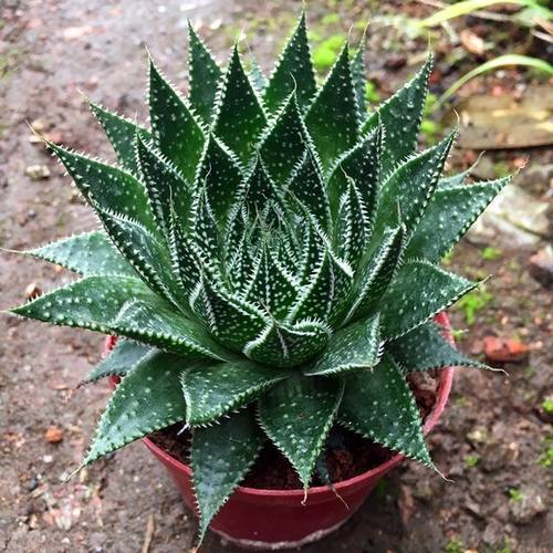 波露办公室容易多肉植物