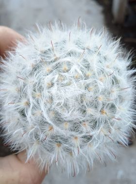 白云高莎雪猿玉翁软毛无刺丽光殿白鸟仙人球高砂多肉植物肉肉盆栽