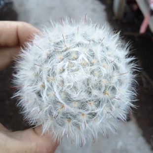 白云高莎雪猿玉翁软毛无刺丽光殿白鸟仙人球高砂多肉植物肉肉盆栽