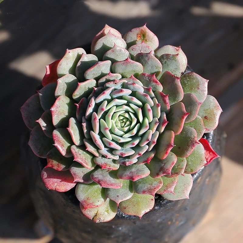 群生多头纸风车多肉植物盆栽办公桌室内阳台肉肉花卉绿植净化空气