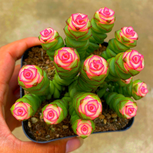 好养彩色钱串子稀有品种多肉植物