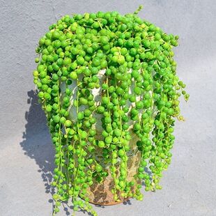 佛珠多肉植物珍珠吊兰情人泪紫玄月爱之蔓绿植花卉肉肉四季盆栽