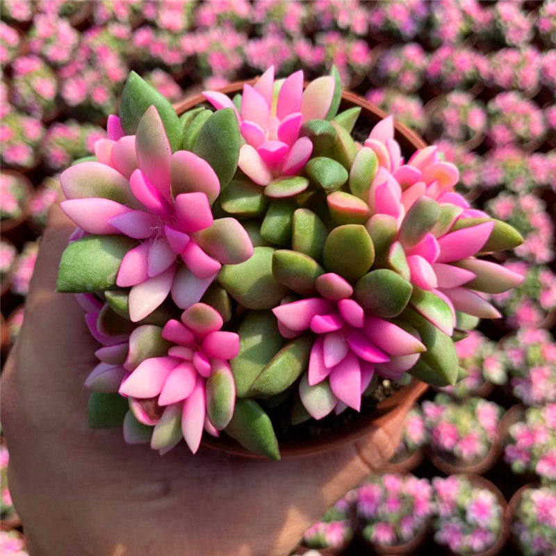 吹雪之松锦多肉植物盆栽绿植花卉办公桌肉肉净化空气防辐射吸甲醛