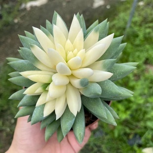 玉珠帘锦 千佛手锦 多肉植物小老桩室内办公室 绿植花卉植物盆栽