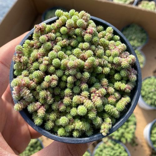 魔男多肉植物盆栽花卉