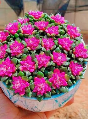 多肉植物吹雪之松锦绿植花卉卡日松办公室桌面盆栽带盆栽好