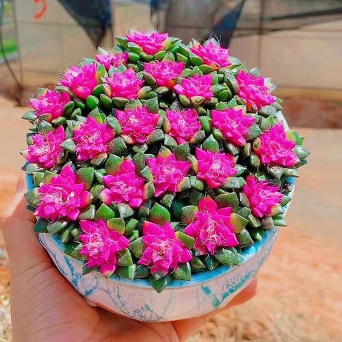 多肉植物吹雪之松锦绿植花卉卡日松办公室桌面盆栽带盆栽好