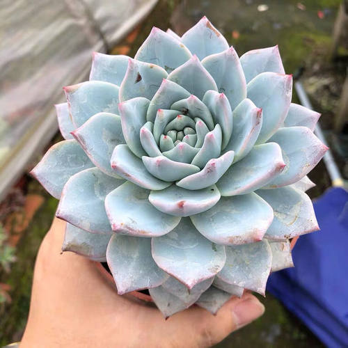蓝鸟蓝石莲盆栽花卉多肉植物