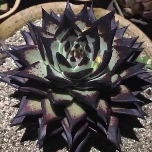 乌木黑檀汁多肉植物盆栽