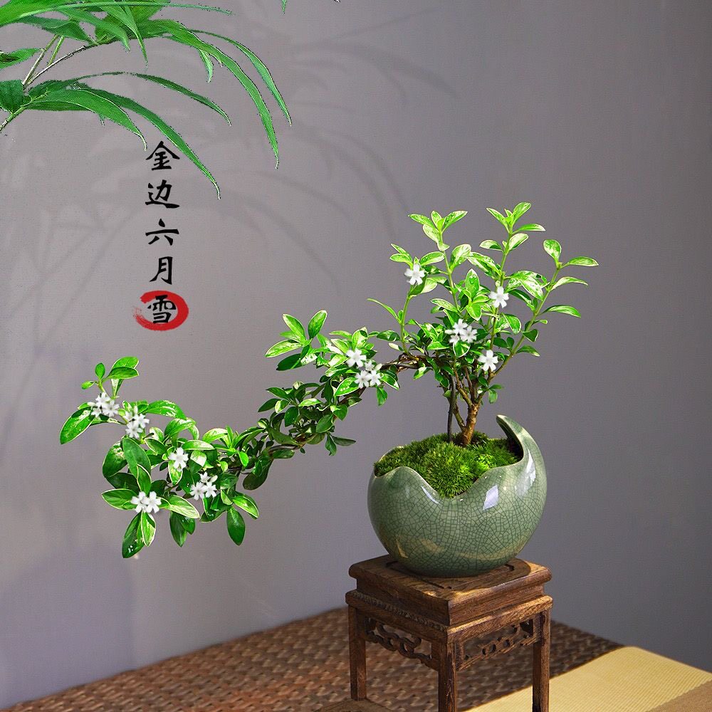 造型悬崖六月雪老桩盆栽盆景植物室内花卉办公室桌面好养,鲜花速递/花卉仿真/绿植园艺,造型盆景,淘宝优惠券,粉丝福利购,淘宝优惠卷