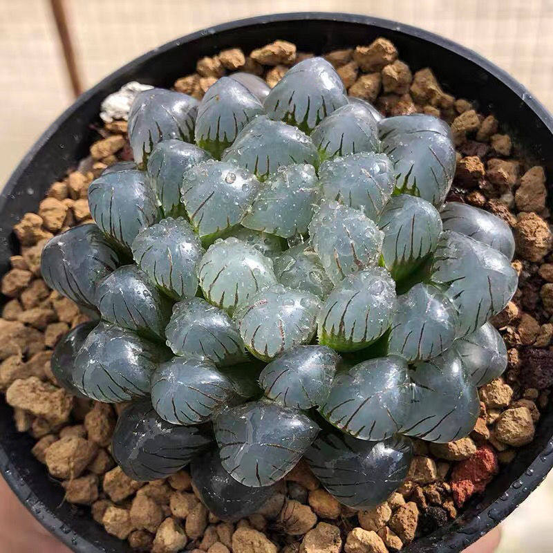 ob1冰灯玉露多肉植物水晶十二卷组合办公桌室内盆栽容易净化空气